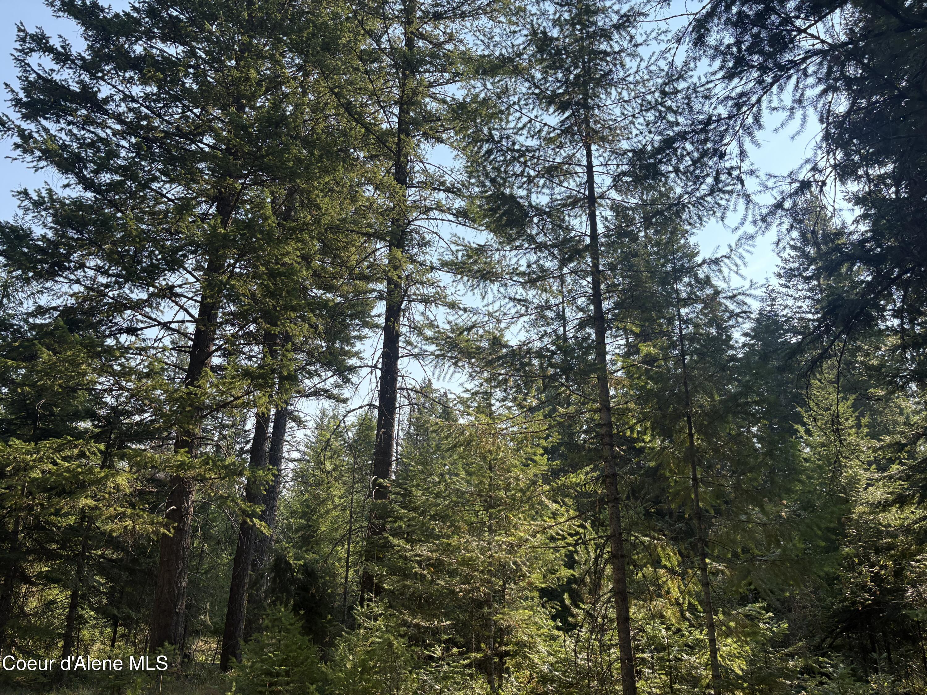 10 East ) Road Athol, ID 83801 - Photo 15 of 21 Mature Trees