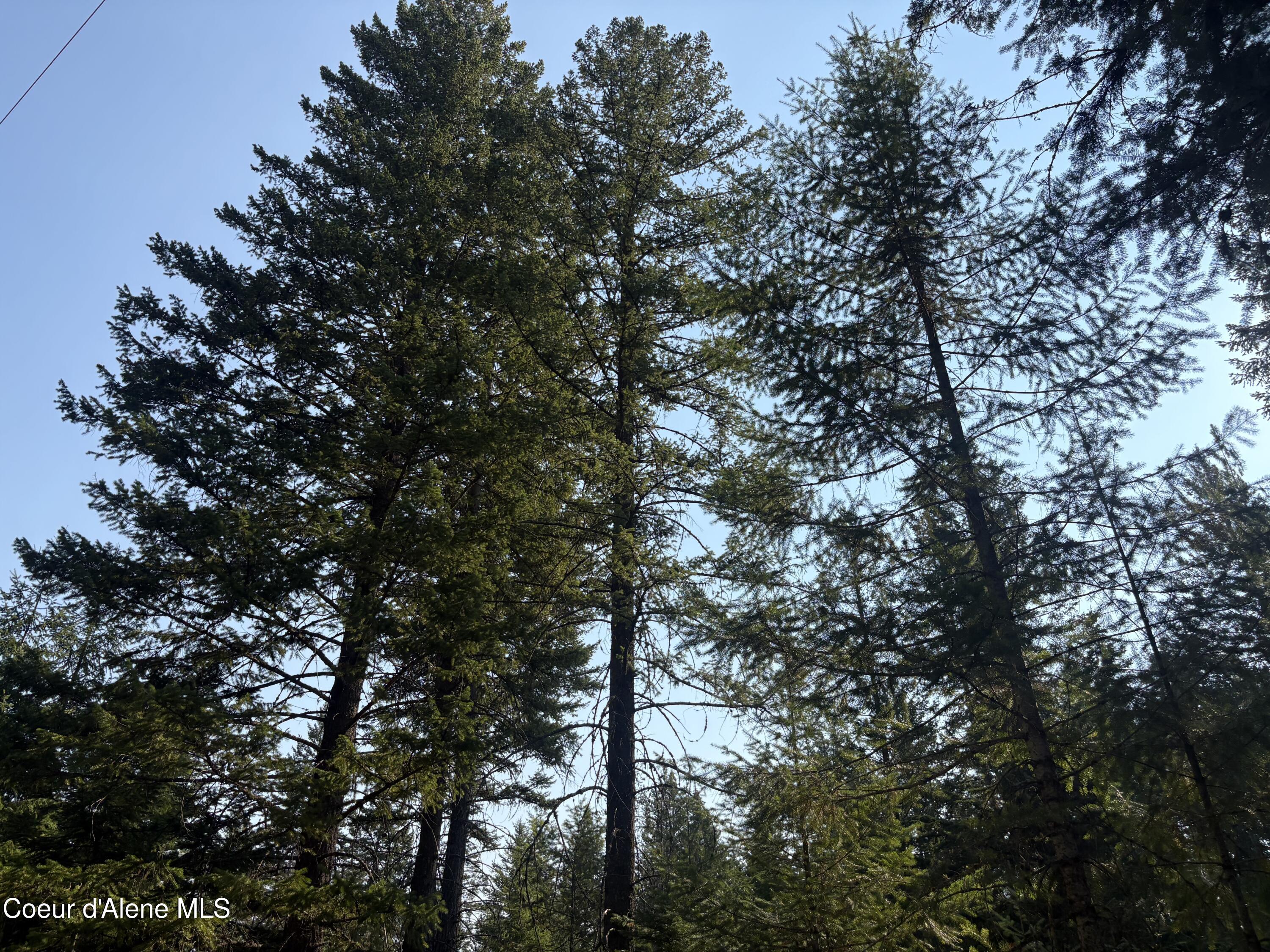 10 East ) Road Athol, ID 83801 - Photo 16 of 21 Mature Trees