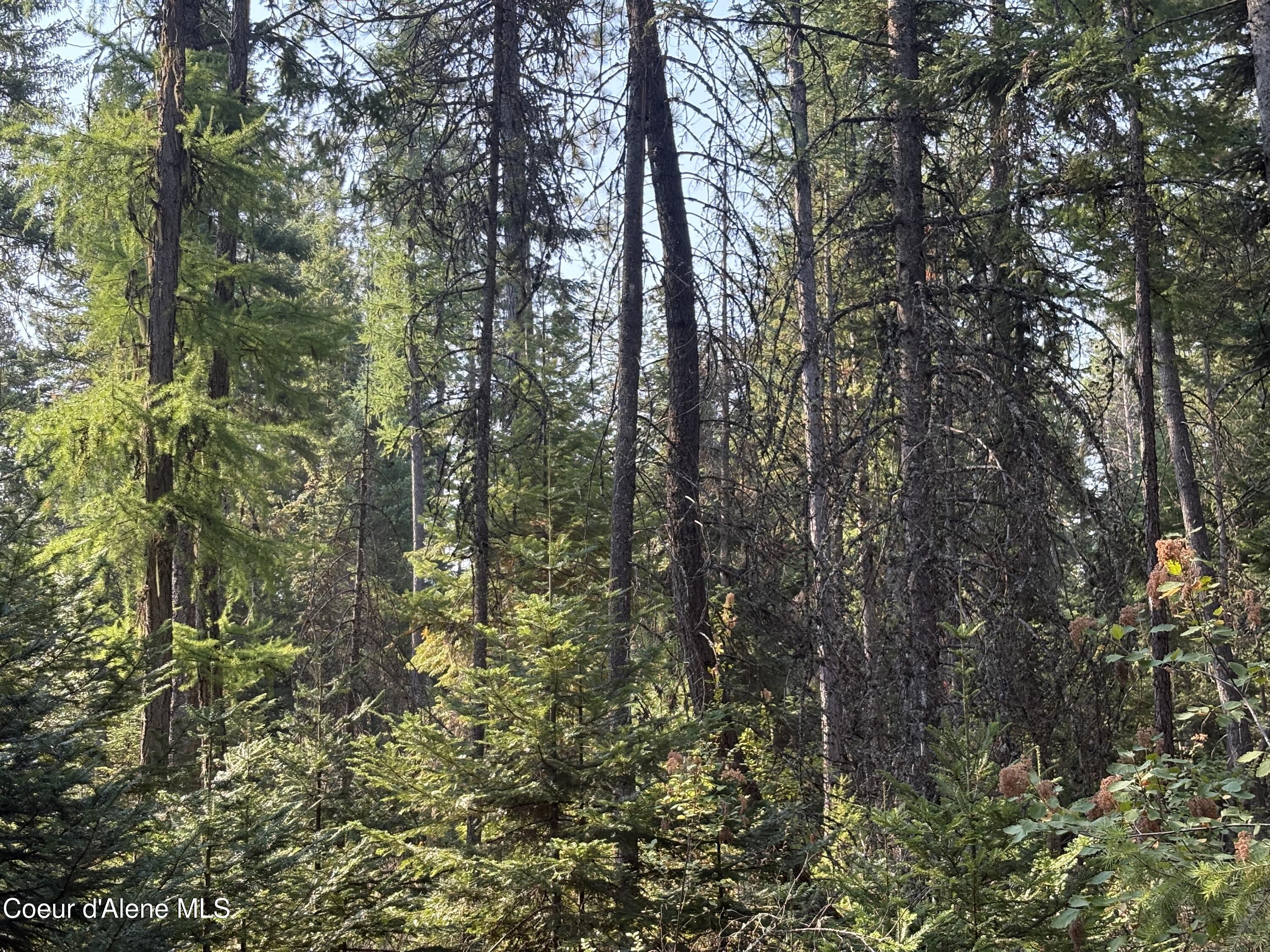 10 East ) Road Athol, ID 83801 - Photo 18 of 21 Mature trees