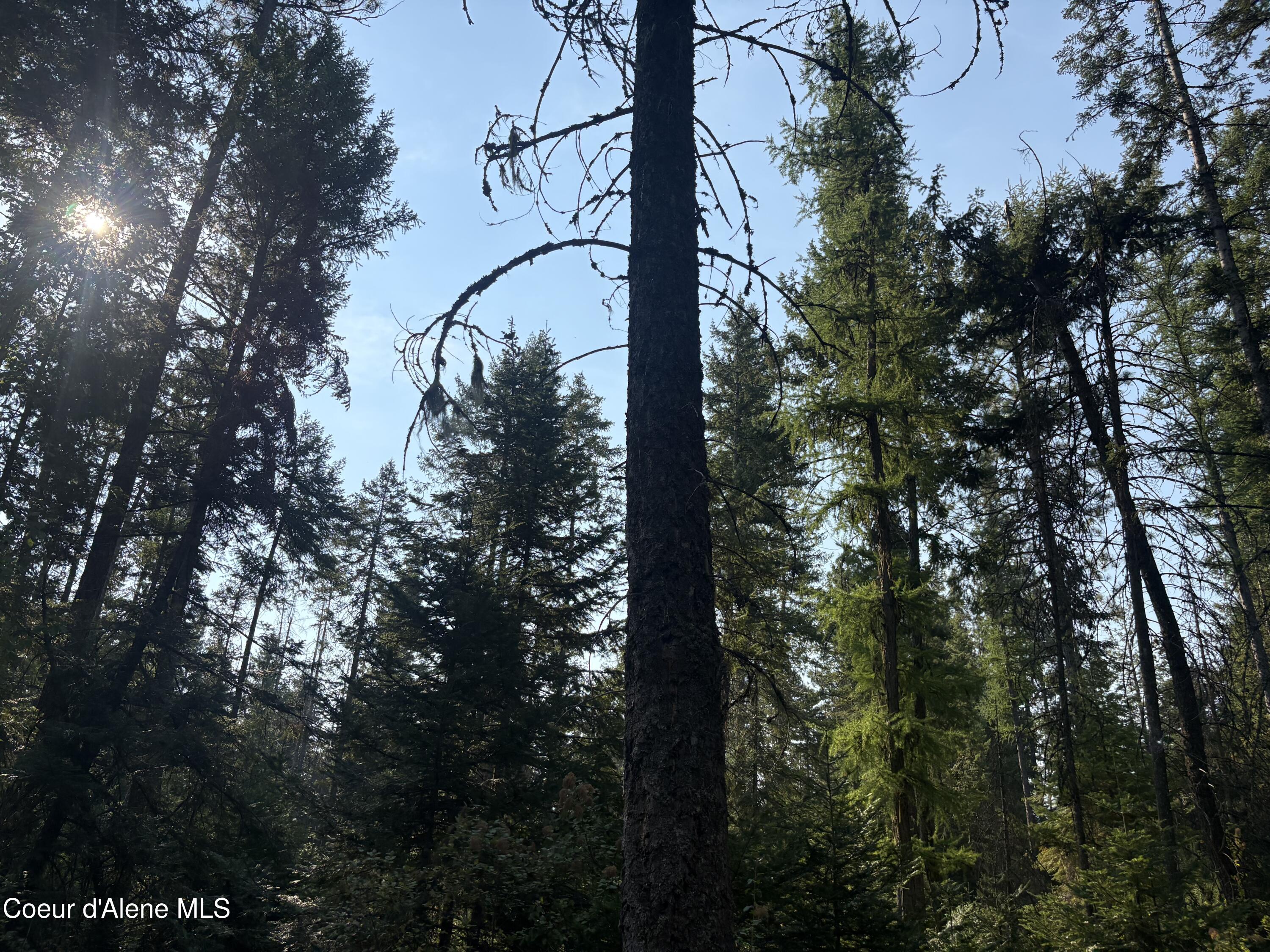 10 East ) Road Athol, ID 83801 - Photo 19 of 21 Big Trees