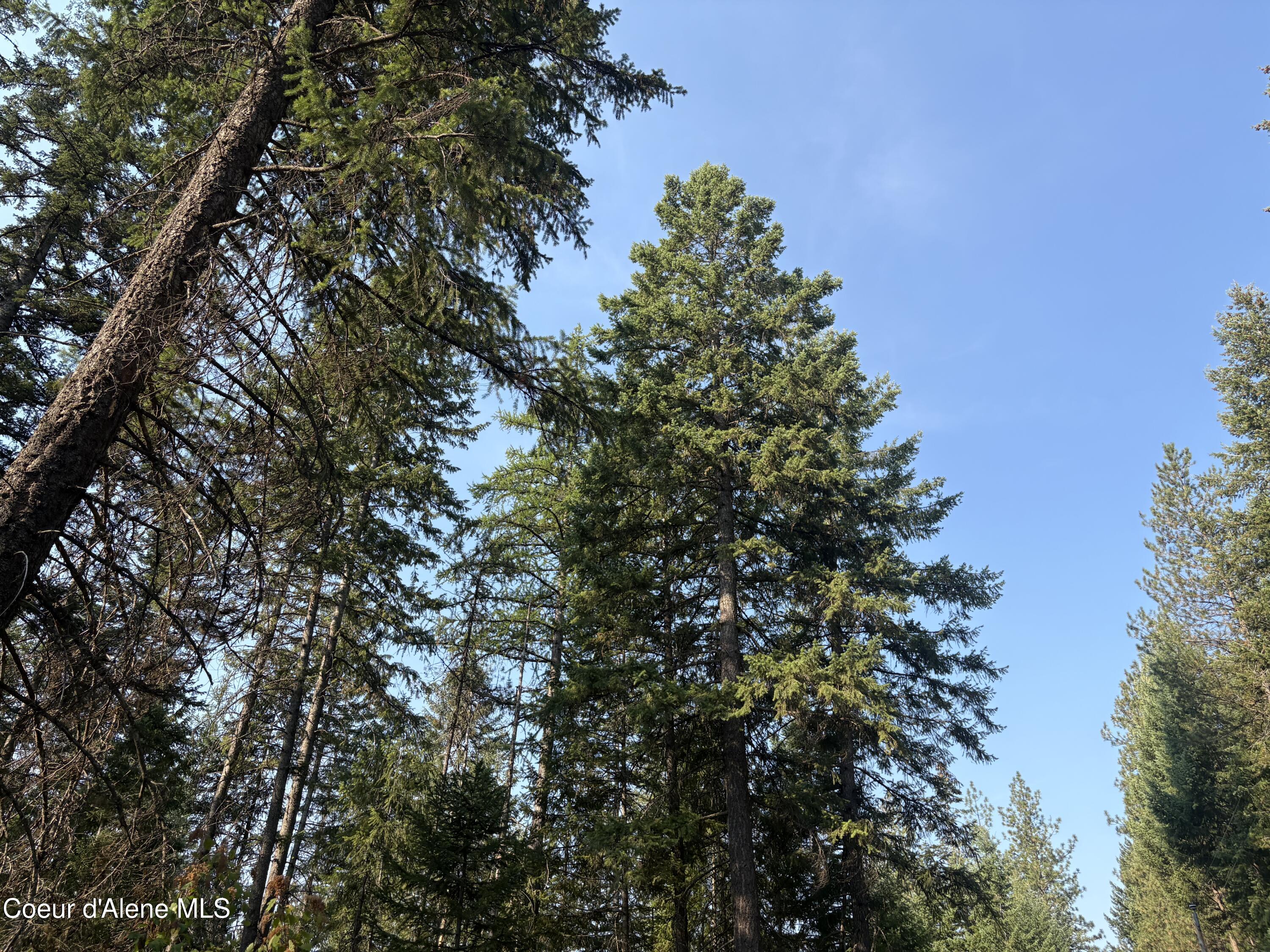 10 East ) Road Athol, ID 83801 - Photo 20 of 21 Big Trees