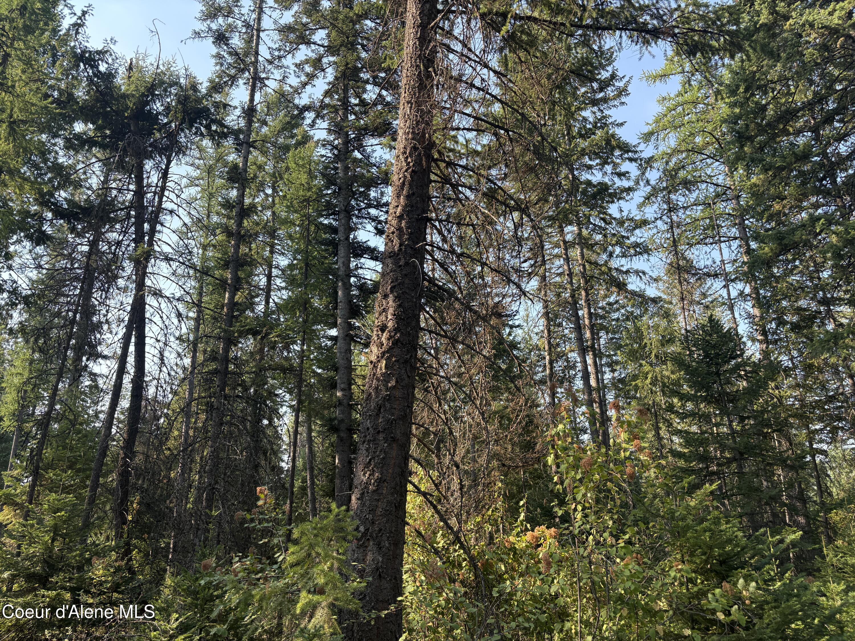 10 East ) Road Athol, ID 83801 - Photo 21 of 21 Big Trees