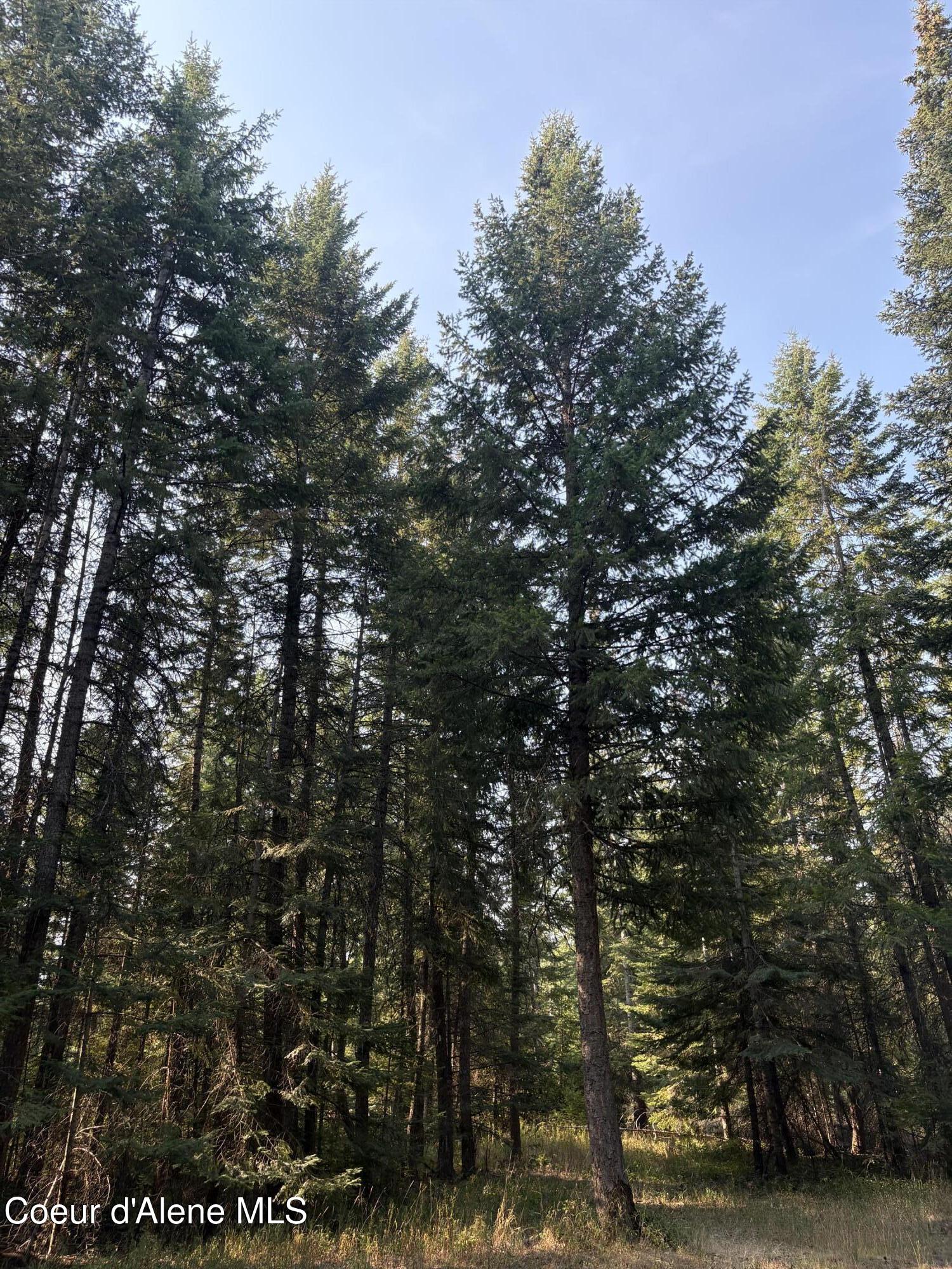 10 East ) Road Athol, ID 83801 - Photo 5 of 21 Mature Trees