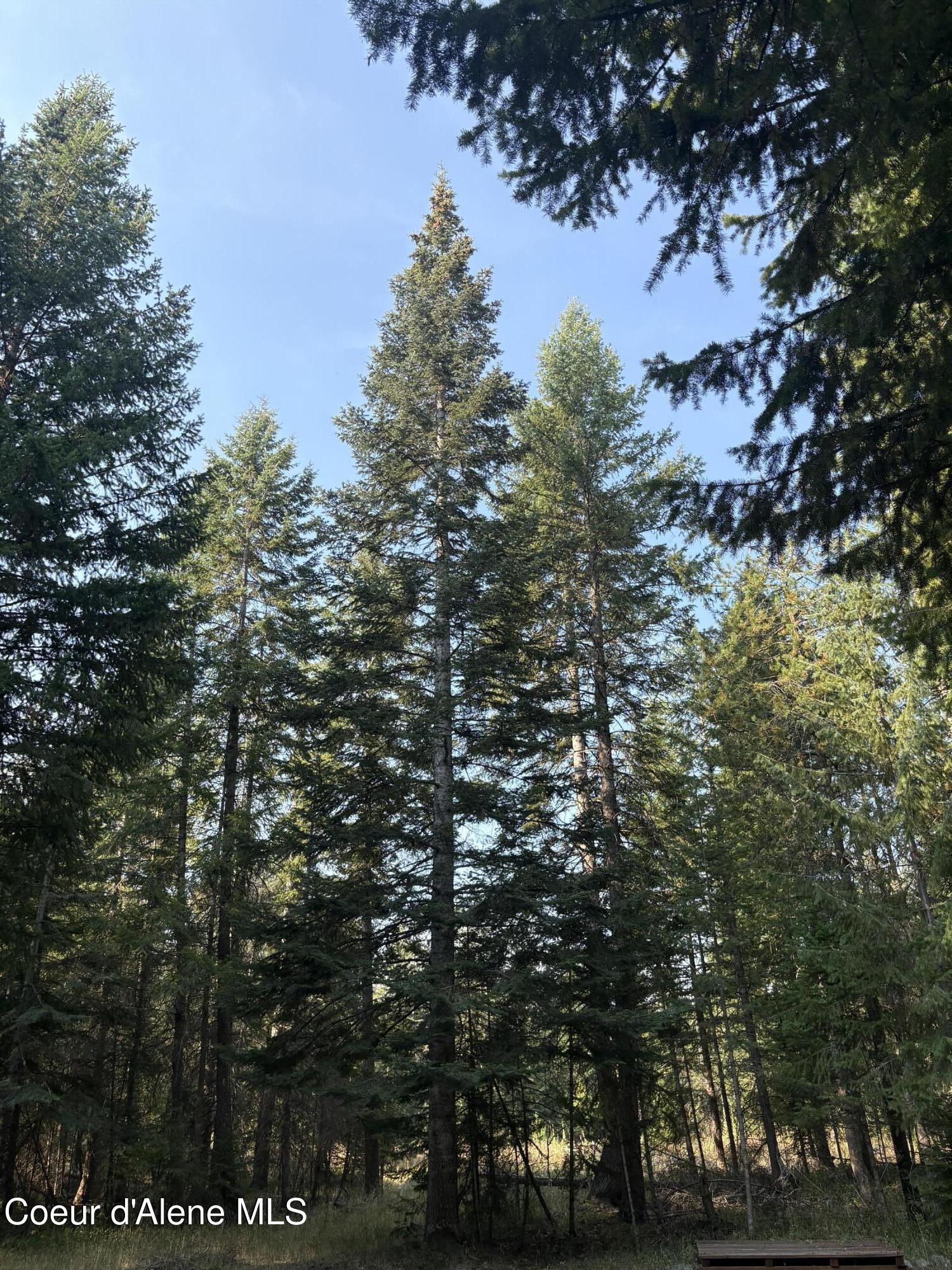 10 East ) Road Athol, ID 83801 - Photo 6 of 21 Mature Trees