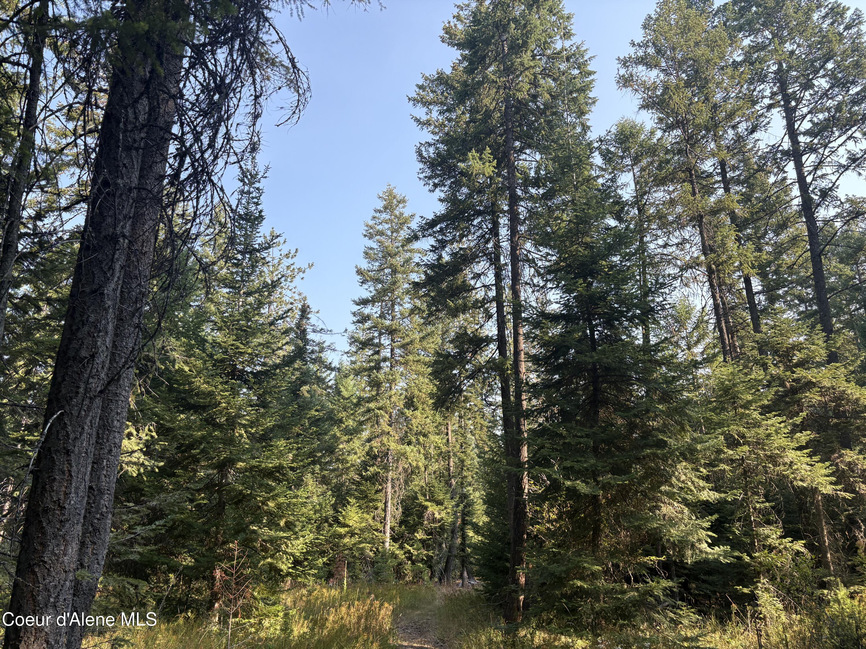 10 East ) Road Athol, ID 83801 - Photo 7 of 21 Mature Trees