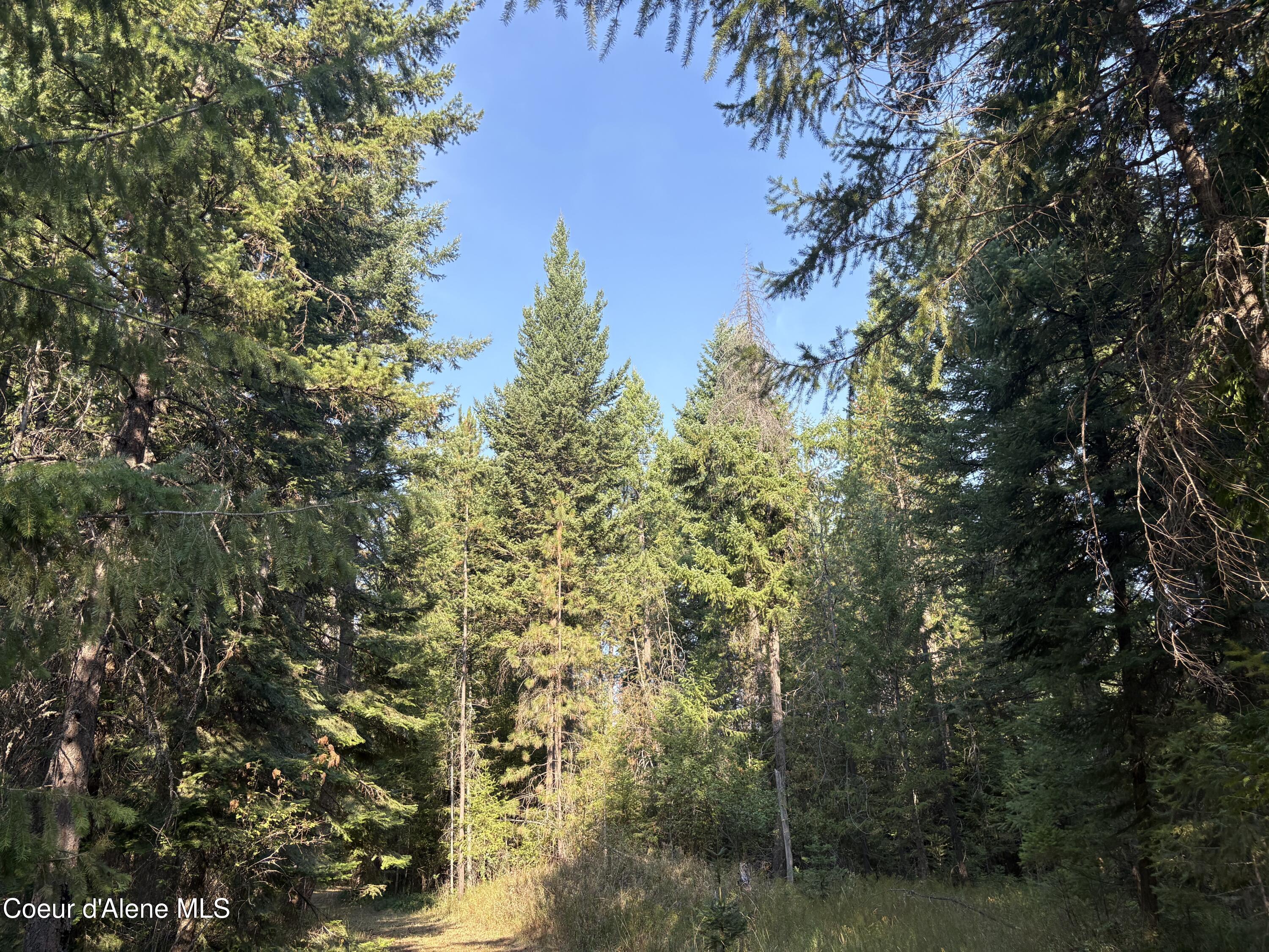 10 East ) Road Athol, ID 83801 - Photo 8 of 21 Mature Trees