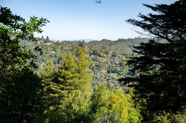 a view of a bunch of trees