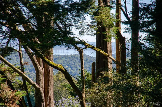 a view of a bunch of trees and bushes