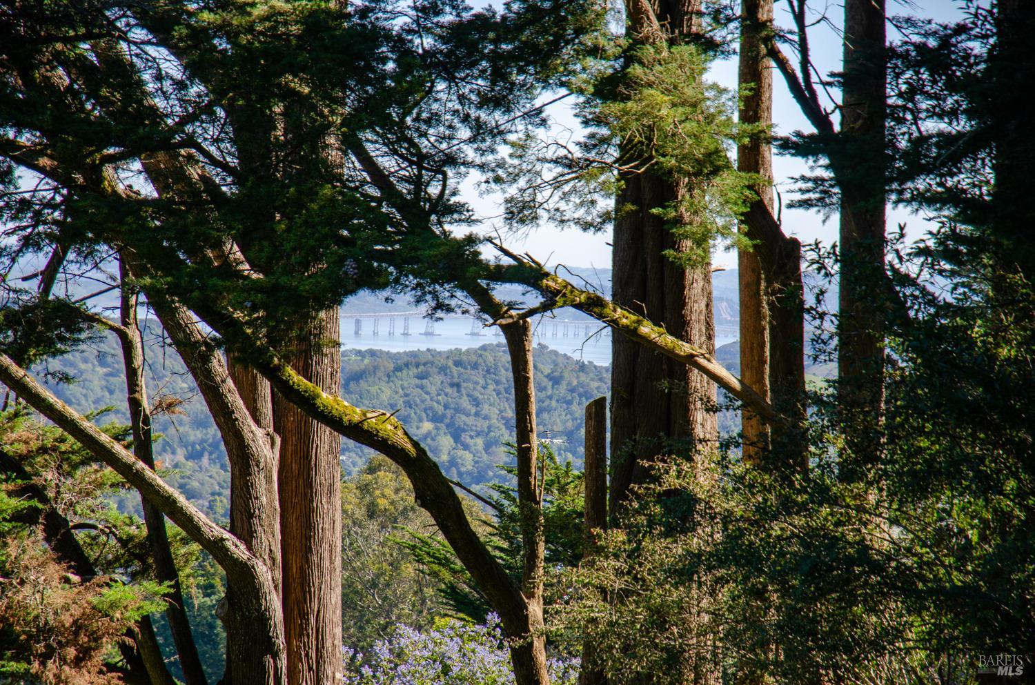 55 Mono Way Mill Valley, CA 94941 - Photo 14 of 15 a view of a house with a tree