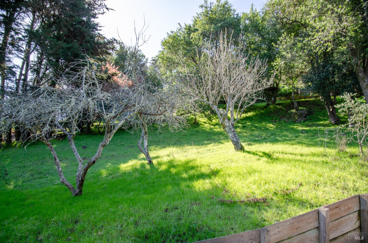 55 Mono Way Mill Valley, CA 94941 - Photo 10 of 15 a backyard of a house with lots of green space
