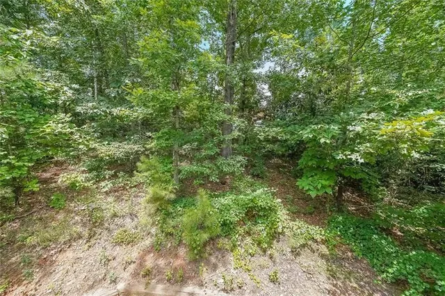 a view of a lush green forest
