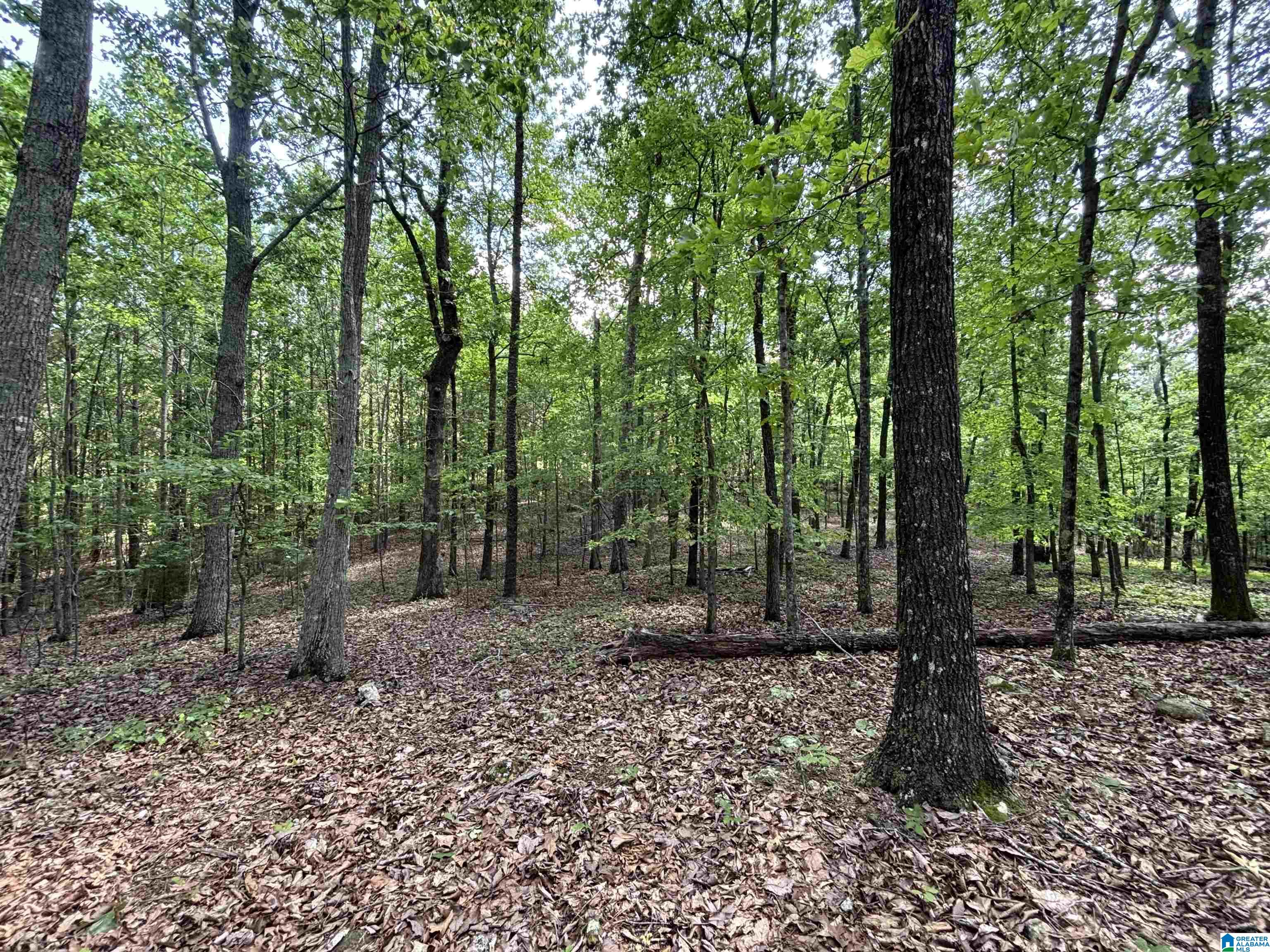 Colvin Springs Road, Unit 6 Ashville, AL 35953 - Photo 13 of 18