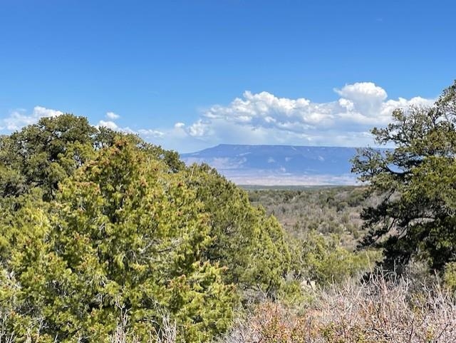 4-5 & 6 Elk Ranch Road Glade Park, CO 81523 - Photo 14 of 33 a view of a bunch of a tree