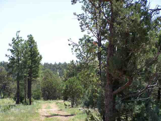 Nec Nec Country Club Overgaard, AZ 85933 - Photo 1 of 5