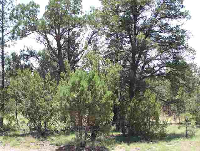 Nec Nec Country Club Overgaard, AZ 85933 - Photo 2 of 5