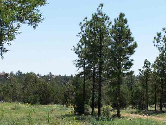 Nec Nec Country Club Overgaard, AZ 85933 - Photo 3 of 5