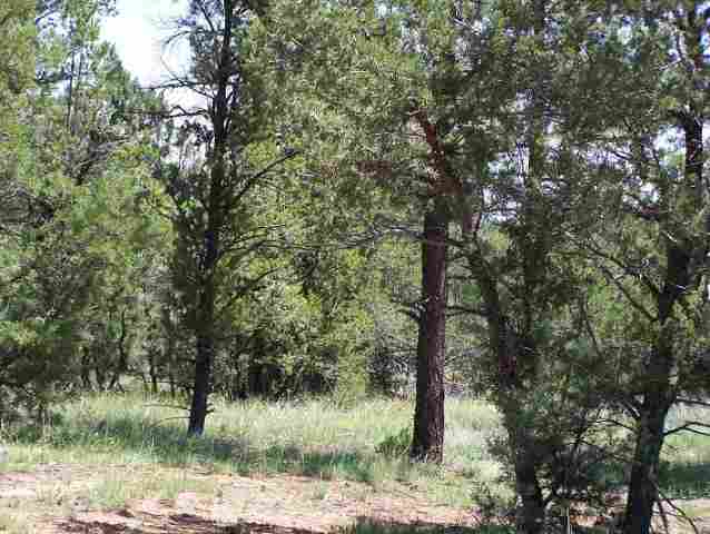 Nec Nec Country Club Overgaard, AZ 85933 - Photo 4 of 5