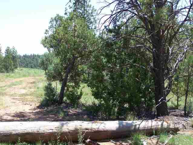 Nec Nec Country Club Overgaard, AZ 85933 - Photo 5 of 5