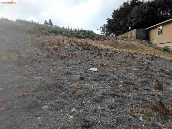 a view of a dry yard with trees