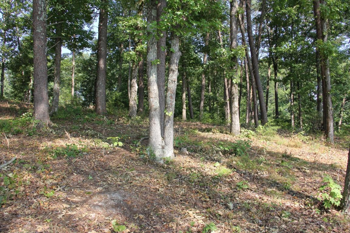 Lot #19 Spring Crossing Dr Spring, Unit 19 Spring City, TN 37381 - Photo 8 of 15 lot 19 spring crossing interior of lot (