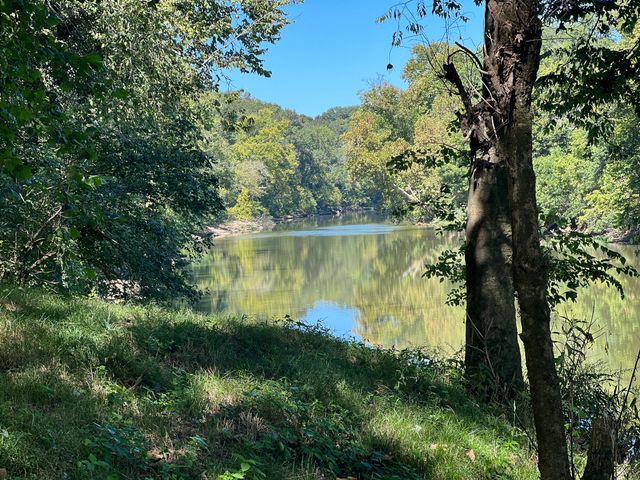 a view of a lake with a large trees