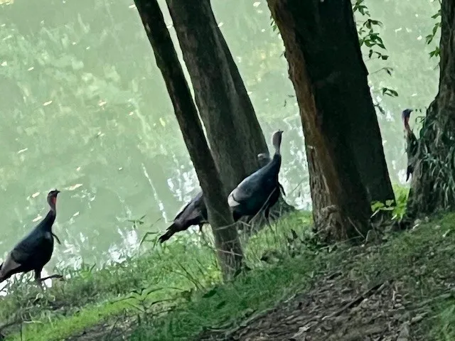 a view of a yard with large trees