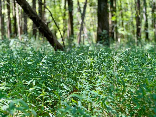 a aerial view of a house with a yard deck and a garden