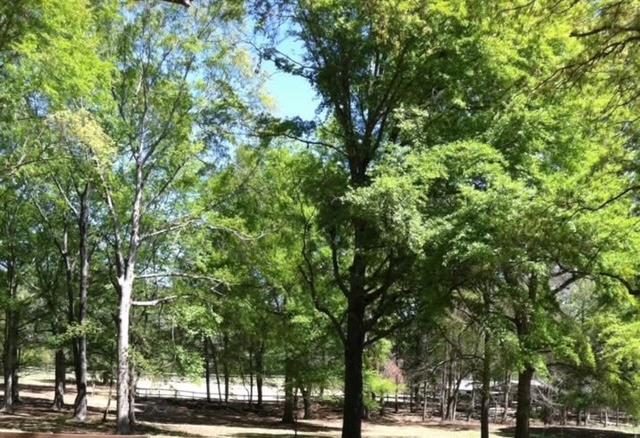 6601 Psalmond Road Midland, GA 31820 - Photo 3 of 8