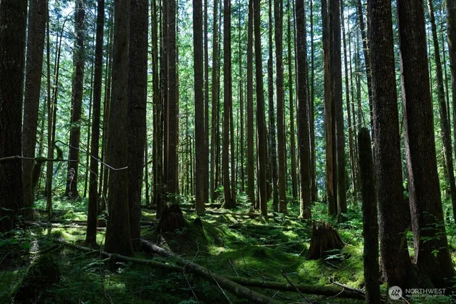 a view of backyard with green space