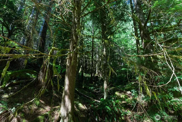 a view of a lush green forest