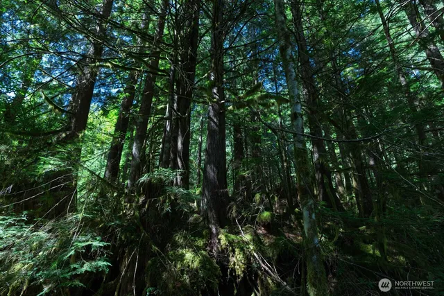 a view of a lush green forest
