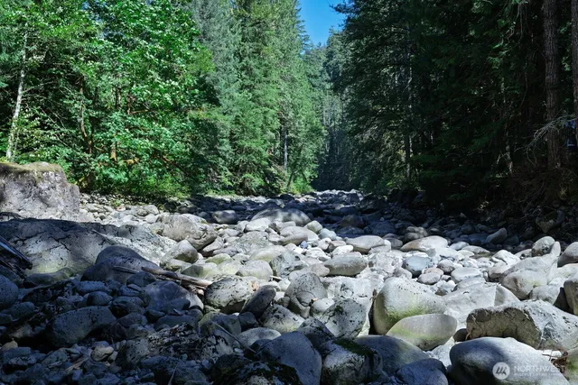 a view of a forest with trees