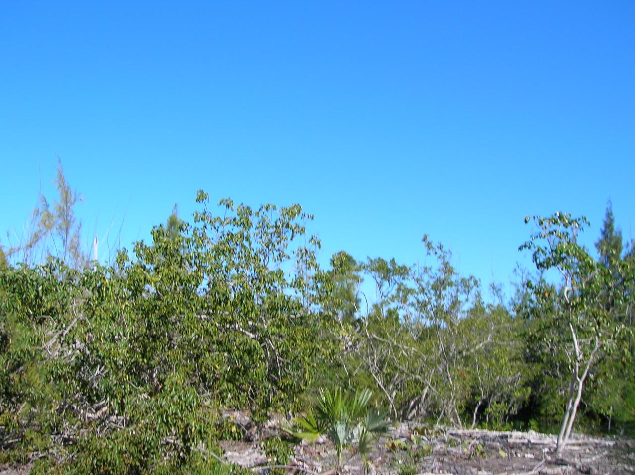3 Horvath Road Big Pine Key, FL 33043 - Photo 1 of 6 Primary