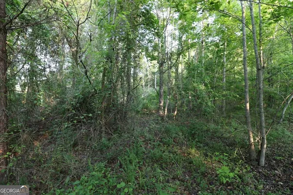 a view of a forest with trees in the background
