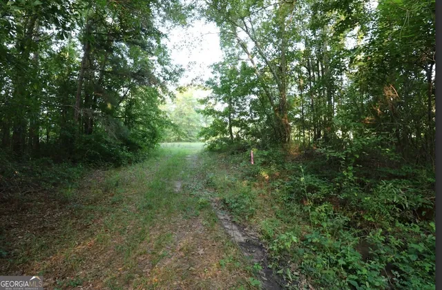 a view of a forest with trees in the background