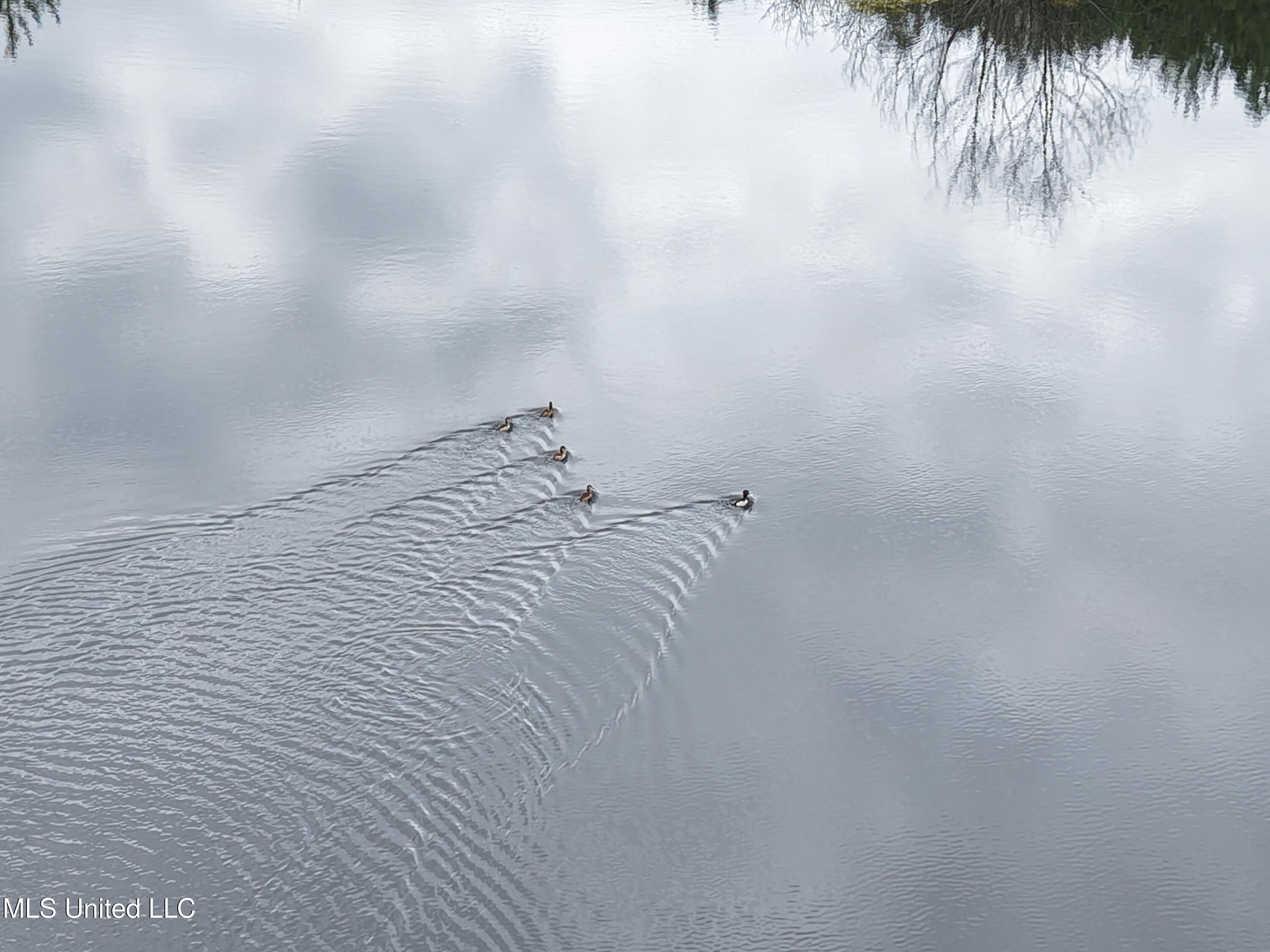 Dyess Road Carson, MS 39427 - Photo 15 of 35 dji_fly_20260218_115942_0081_17714518508
