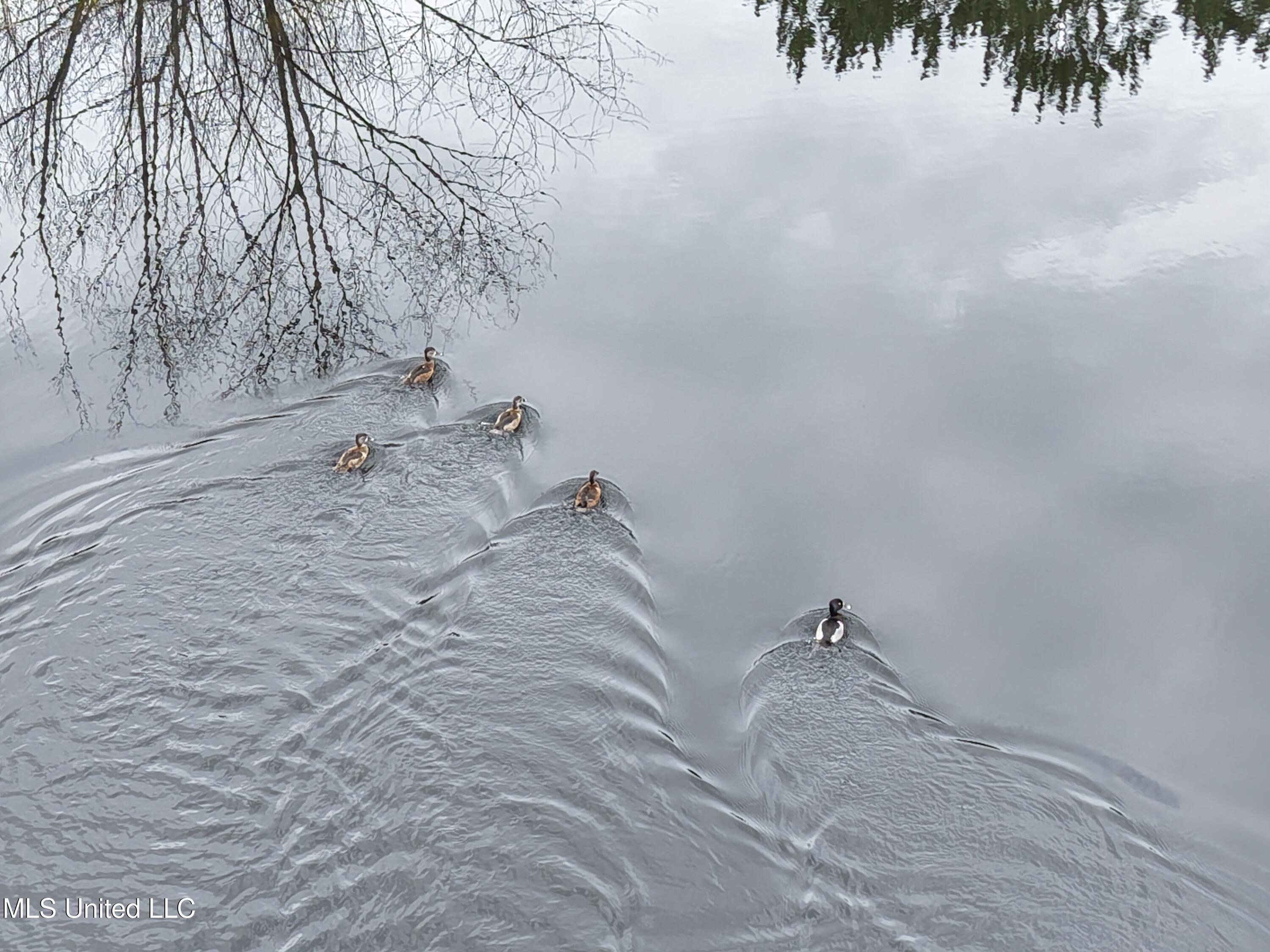 Dyess Road Carson, MS 39427 - Photo 17 of 35 dji_fly_20260218_120006_0083_17714518475