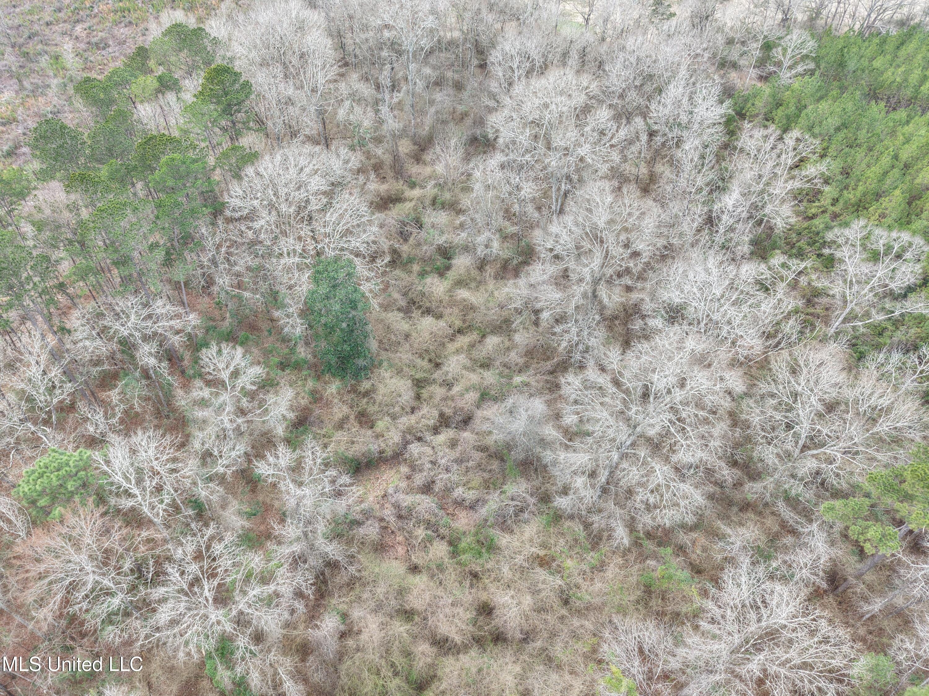 Dyess Road Carson, MS 39427 - Photo 24 of 35 dji_fly_20260218_120524_0090_17714518342