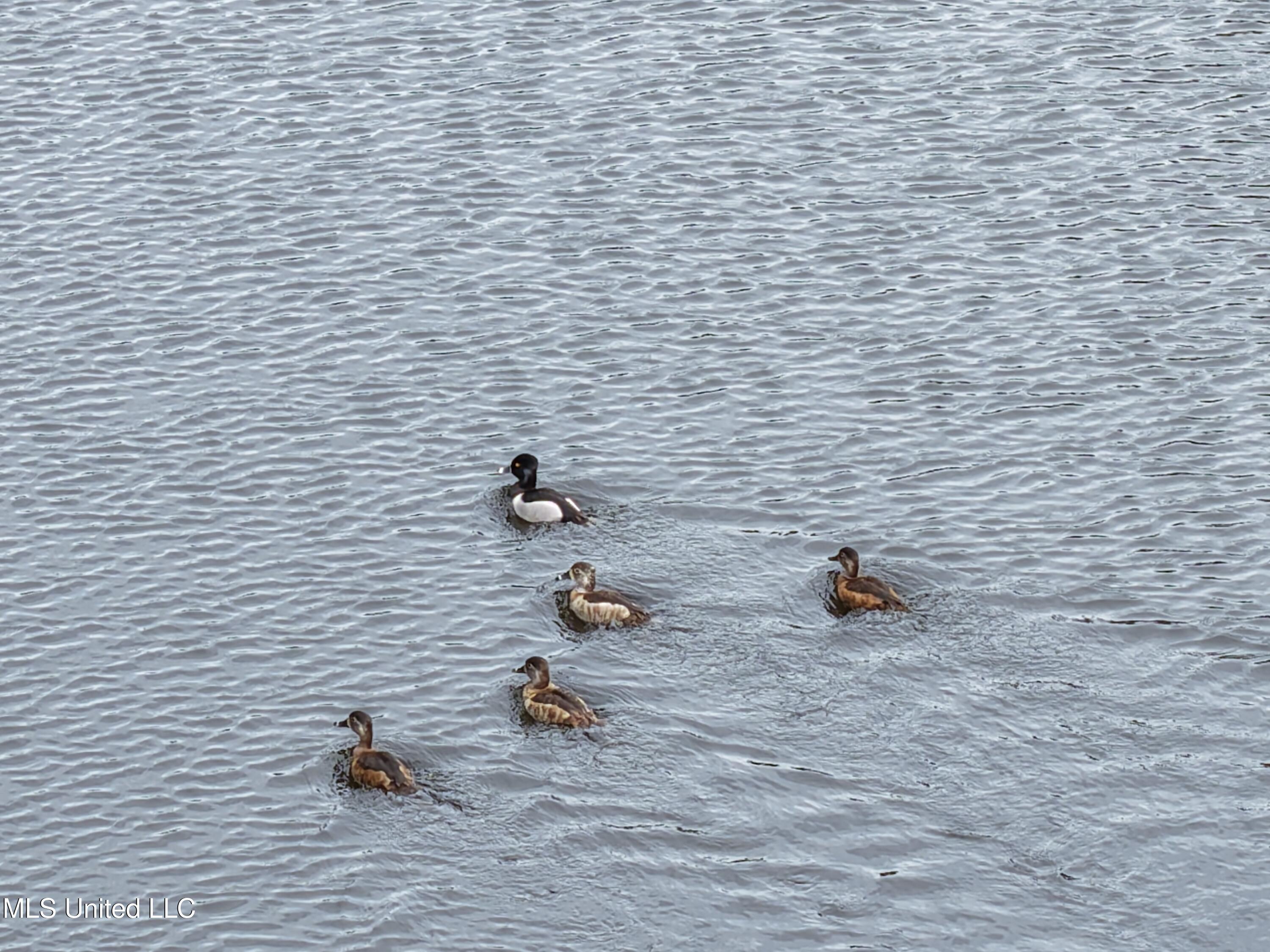Dyess Road Carson, MS 39427 - Photo 33 of 35 dji_fly_20260218_122912_0113_17714517866