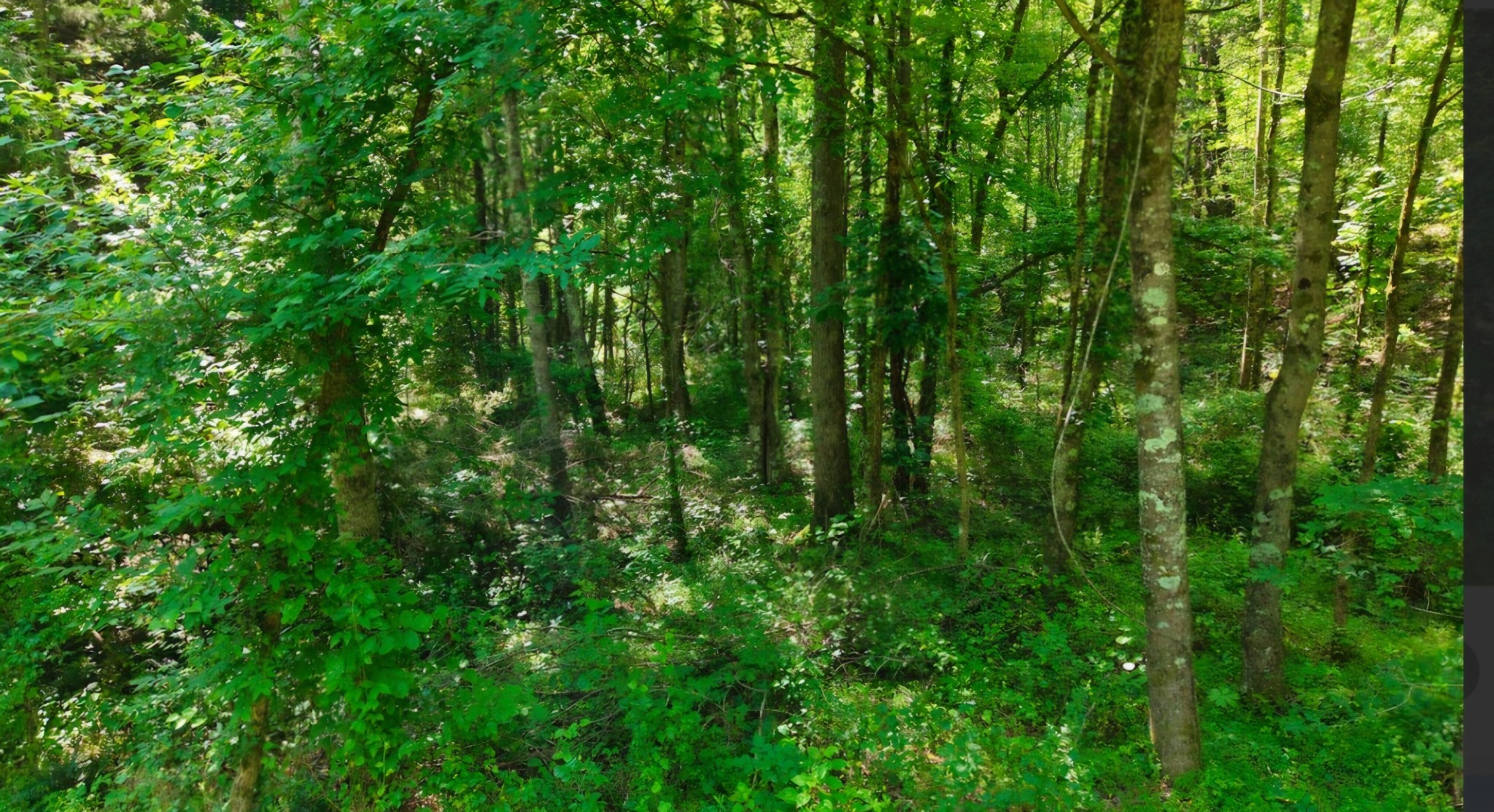 0 Beech Ridge Road Parsons, TN 38363 - Photo 8 of 14