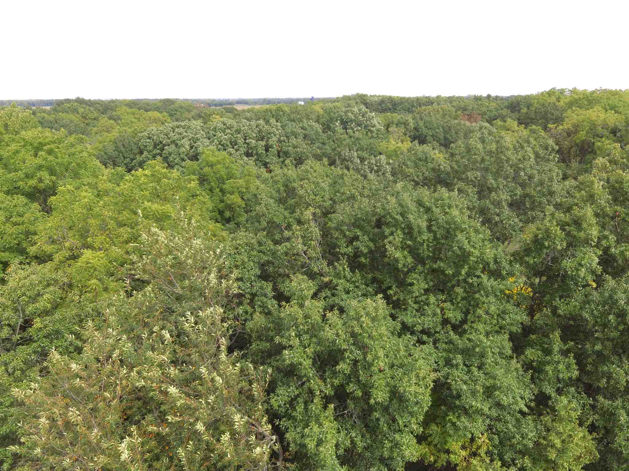Midway Road Murrayville, IL 62668 - Photo 4 of 10