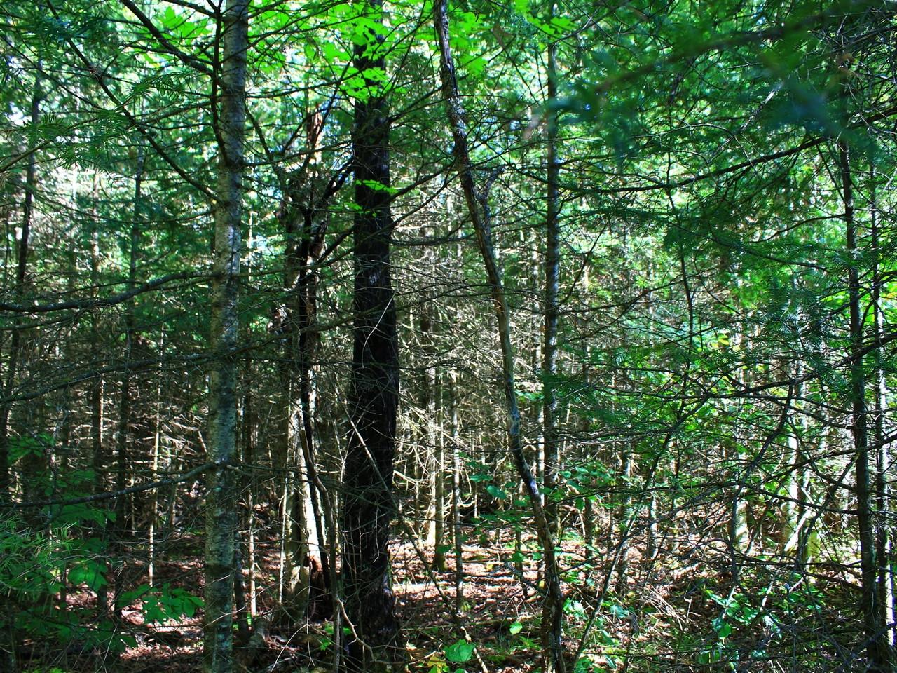 On East Bay Road Presque Isle, WI 54557 - Photo 7 of 34 Gallery Image 7
