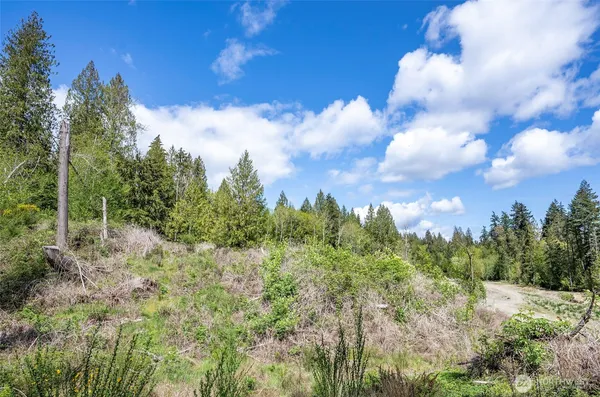 a view of a bunch of trees in the background