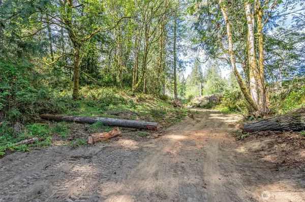 a view of a forest with trees