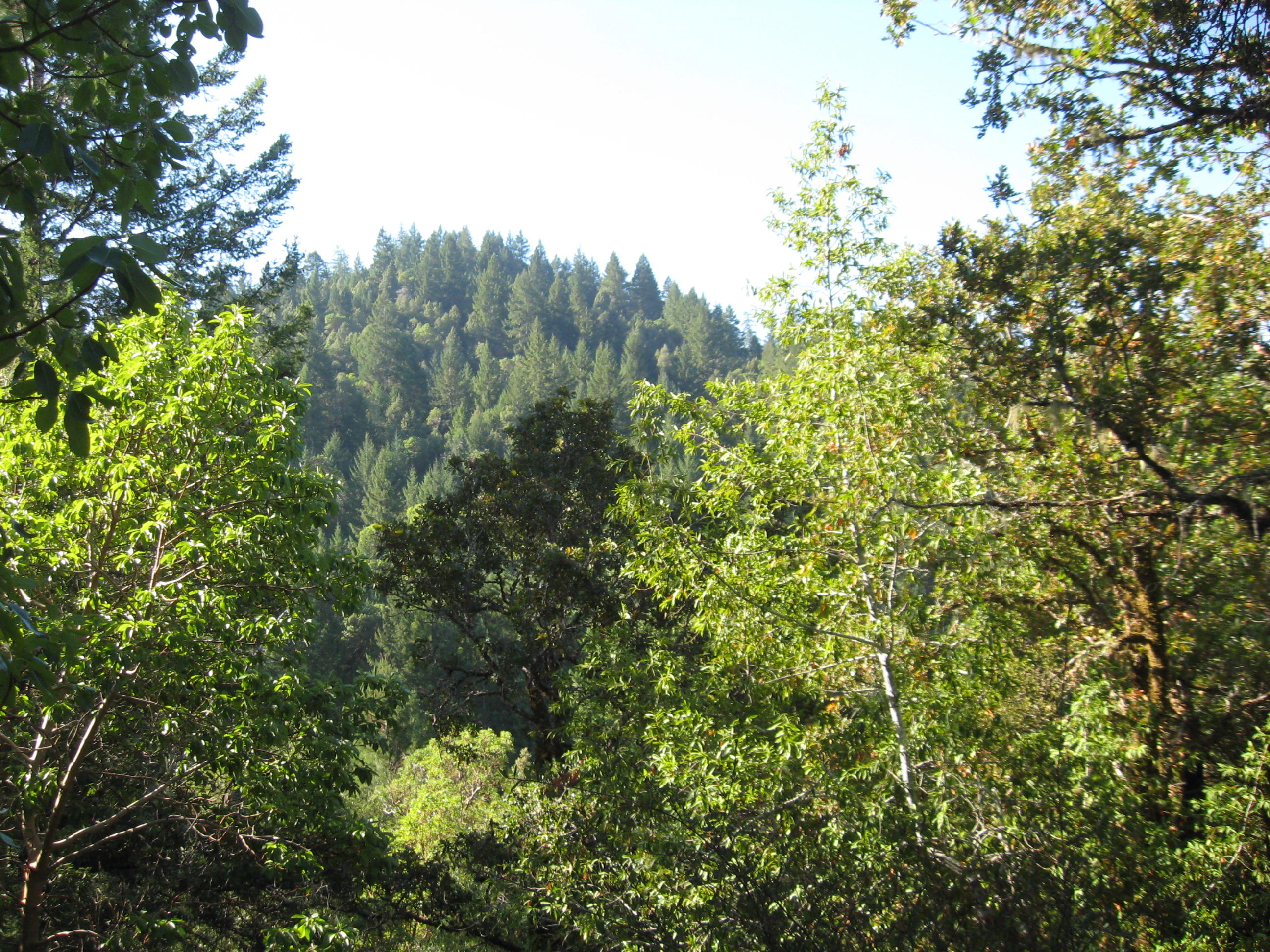 0 Bb Road Garberville, CA 95542 - Photo 5 of 5 Mixed woods