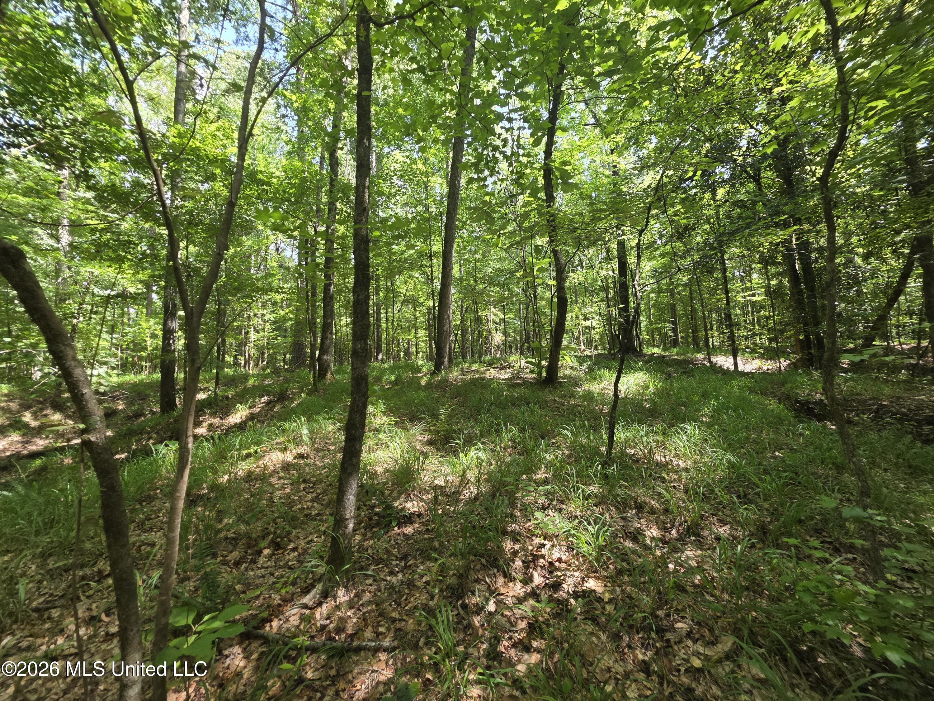 Oldenburg Road Roxie, MS 39661 - Photo 13 of 87 38183