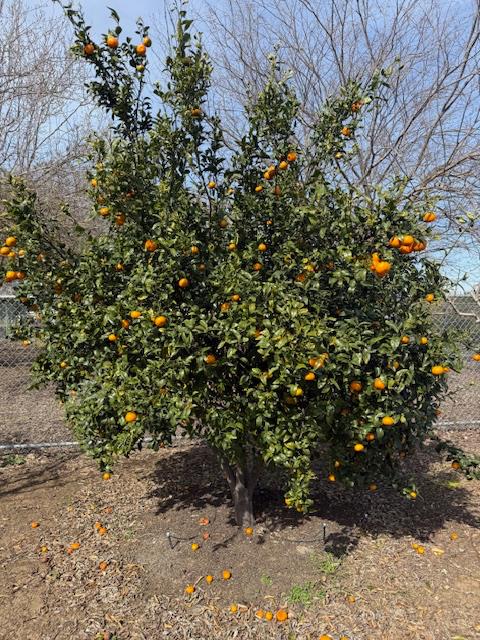 18413 Sycamore Avenue Patterson, CA 95363 - Photo 85 of 98