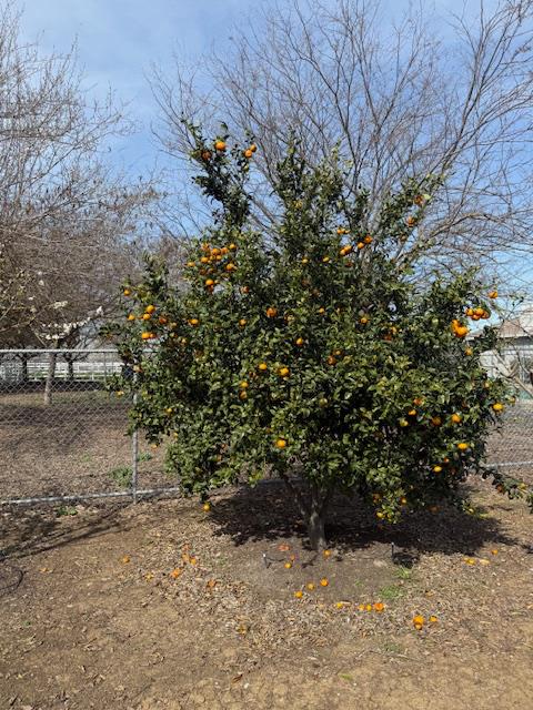 18413 Sycamore Avenue Patterson, CA 95363 - Photo 86 of 98