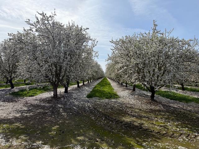 18413 Sycamore Avenue Patterson, CA 95363 - Photo 92 of 98