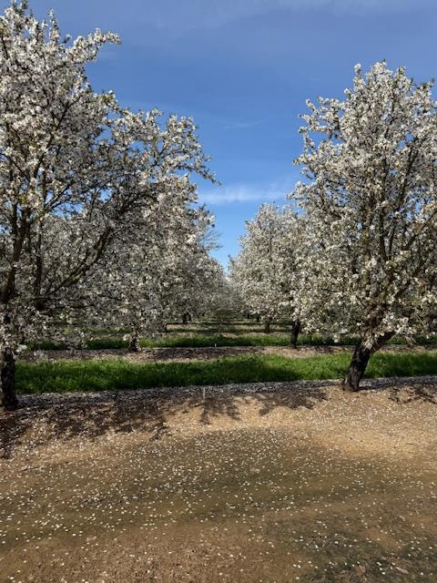 18413 Sycamore Avenue Patterson, CA 95363 - Photo 95 of 98